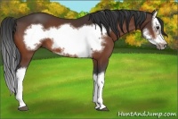 Horse Color:Bay Splash Frame 