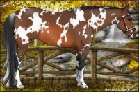 Horse Color:White Spotted Bay 