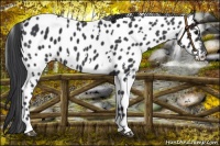 Horse Color:White Spotted Black Near Leopard 