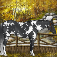 Horse Color:White Spotted Black