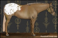 Horse Color:Chocolate Palomino Appaloosa 