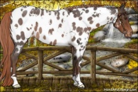Horse Color:White Spotted Liver Red Roan Near Leopard 