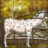 Horse Color:Sable Champagne Sabino Near Leopard 