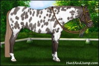 Horse Color:Liver Red Roan Near Leopard 