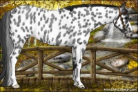 Horse Color:Blue Roan Near Leopard 