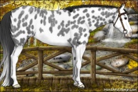 Horse Color:Blue Roan Splash Near Leopard 