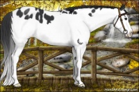 Horse Color:Black Splash Near Leopard 