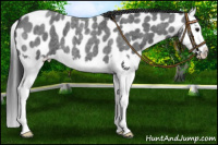 Horse Color:Blue Roan Splash Appaloosa