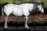Horse Color:Black Sabino Splash Appaloosa  and Black Sabino Splash Frame Appaloosa 