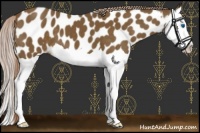 Horse Color:Chocolate Palomino Splash Near Leopard 