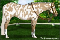 Horse Color:Silver Smoky Grullo Near Leopard Rabicano 