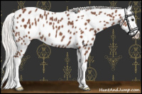 Horse Color:Silver Black Splash Appaloosa Rabicano