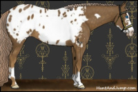 Horse Color:Chocolate Palomino Frame Appaloosa 
