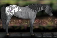 Horse Color:Blue Roan Appaloosa