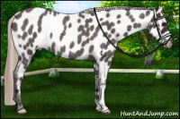 Horse Color:Liver Red Roan Near Leopard 