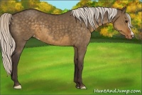 Horse Color:Silver Smoky Grullo Appaloosa 
