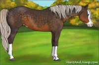 Horse Color:Silver Smoky Black Splash Appaloosa 