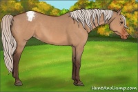 Horse Color:Silver Brown Dun Appaloosa 