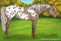 Horse Color:Silver Grullo Appaloosa 