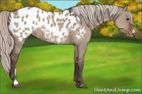 Horse Color:Silver Grullo Appaloosa 