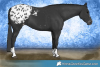 Horse Color:Black Tobiano Blanket 