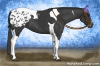 Horse Color:Black Tobiano Appaloosa 