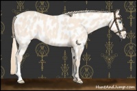 Horse Color:Perlino Appaloosa 