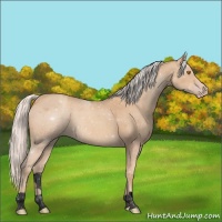 Horse Color:Void Silver Classic Champagne 