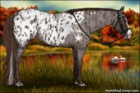 Horse Color:Liver Red Roan Sabino Splash Appaloosa  and Liver Red Roan Sabino Splash Appaloosa 