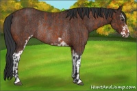 Horse Color:Bay Sabino Rabicano  and Bay Sabino Rabicano 