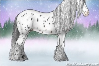 Horse Color:Brown Appaloosa 