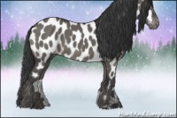 Horse Color:Grullo Appaloosa 