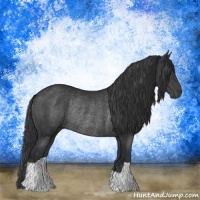 Horse Color:Black Mushroom Rabicano 
