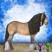 Horse Color:Buckskin Rabicano