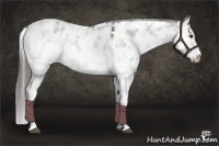 Horse Color:Platinum Liver Red Dun Sabino Appaloosa Rabicano 