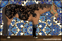 Horse Color:Void Bay Appaloosa 
