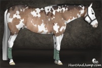 Horse Color:White Spotted Bay Dun Splash Rabicano 
