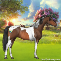 Horse Color:Bay Tobiano Rabicano 
