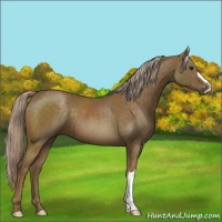 Horse Color:Chocolate Palomino 
