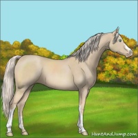 Horse Color:Cremello 
