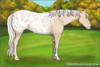 Horse Color:Palomino Pearl Tobiano Appaloosa Rabicano