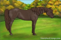 Horse Color:Liver Chestnut  and Liver Chestnut 