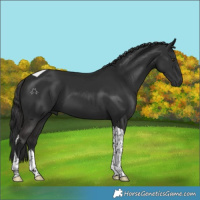 Horse Color:Liver Chestnut Tobiano 