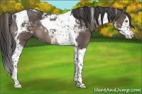 Horse Color:Smoky Black Splash Tobiano 
