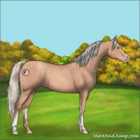 Horse Color:White Spotted Silver Amber Champagne Rabicano 
