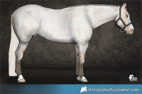Horse Color:Cremello Roan Rabicano 