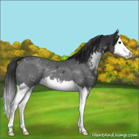 Horse Color:Black Sabino Splash 