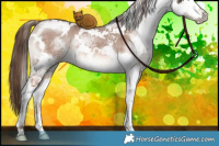 Horse Color:White Spotted Liver Red Dun Splash Brindle 