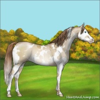 Horse Color:White Spotted Smoky Grullo Pearl Sabino Splash