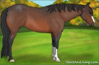 Horse Color:Bay Roan